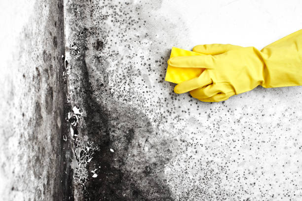 Best Home Mold Removal  in Clinton, OK