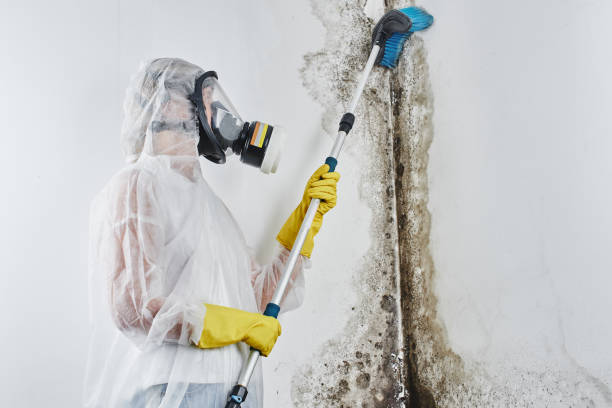 Best Home Mold Removal  in Clinton, OK