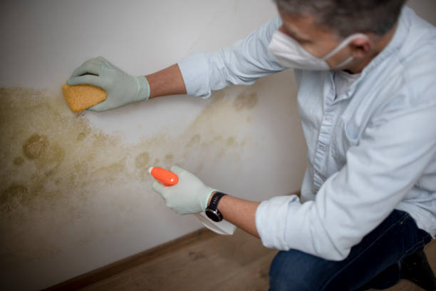  Clinton, OK Mold Removal Pros