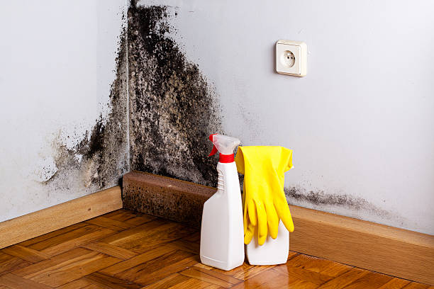 Best Certified Mold Removal  in Clinton, OK