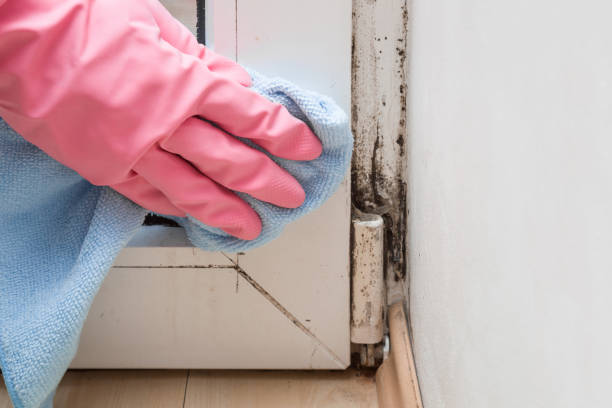 Best Best Mold Removal Companies  in Clinton, OK