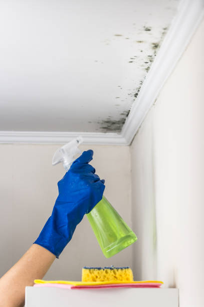 Best Home Mold Removal  in Clinton, OK
